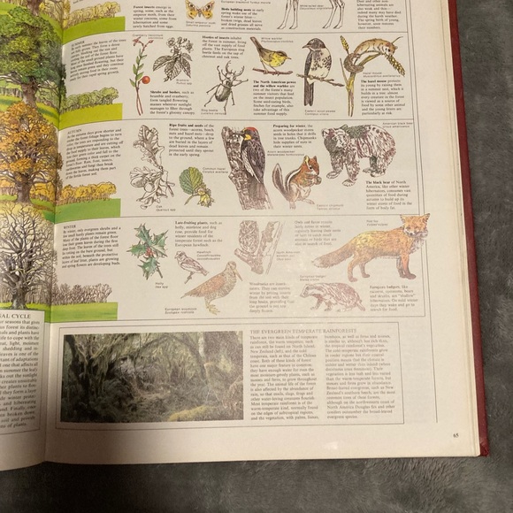 The World Book Great Geographical Atlas Chicago - Picture 12 of 16